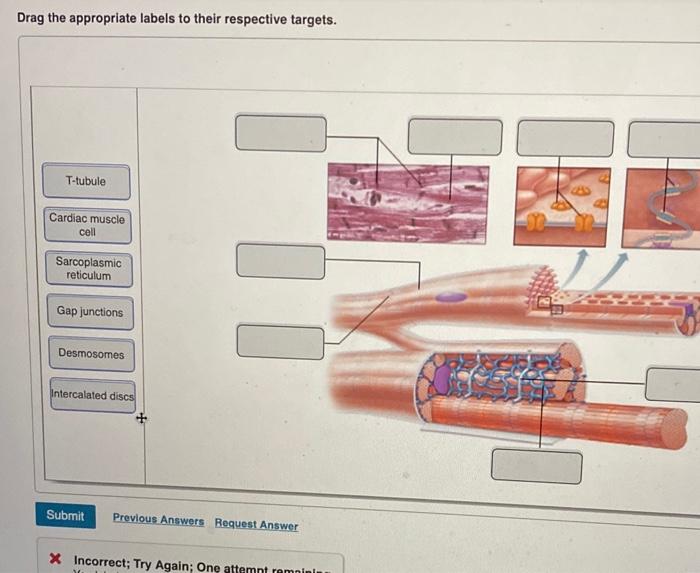 Solved Drag the appropriate labels to their respective | Chegg.com