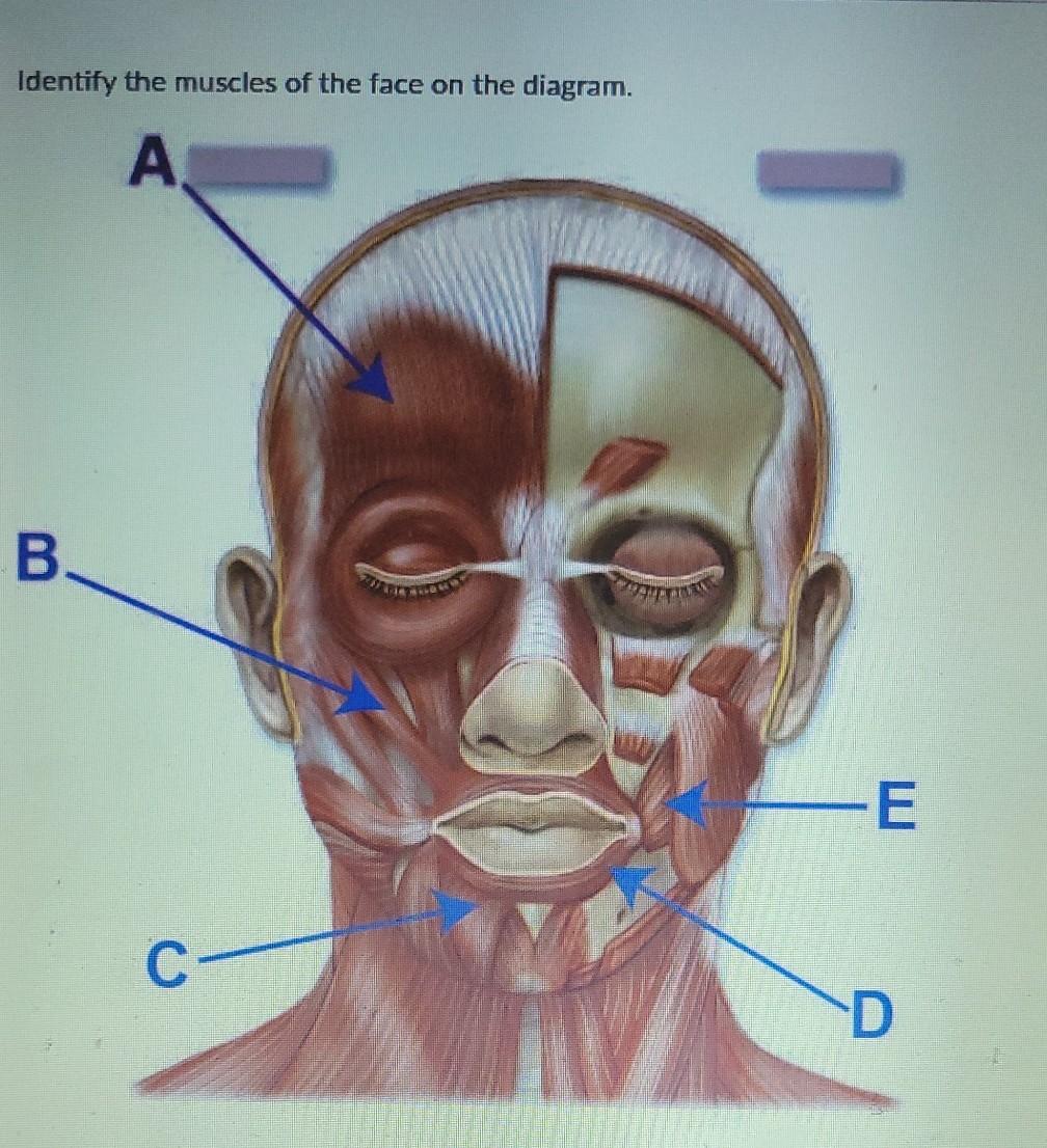 Solved Question 6 When the diaphragm contracts it Chegg