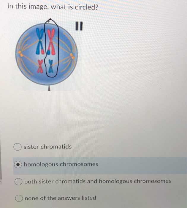Sister Chromatids And Homologous Chromosomes