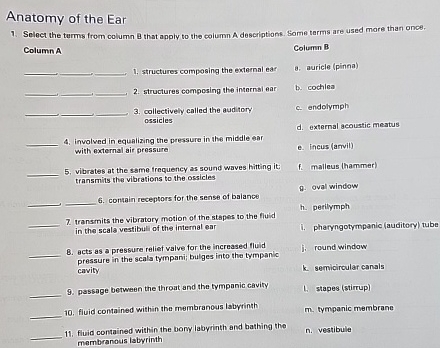 Solved Anatomy of the EarSelect the turms from column B that | Chegg.com