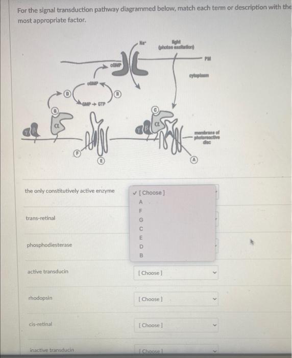 Solved For the signal transduction pathway diagrammed below,