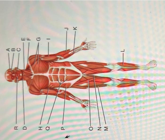 Solved label the muscles | Chegg.com
