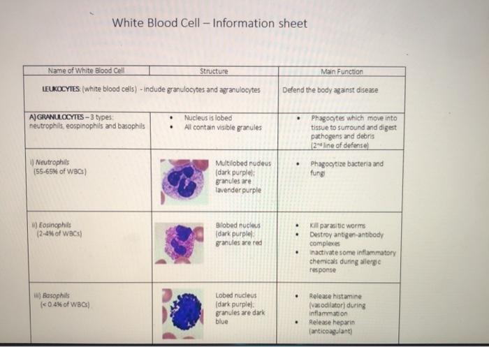 white blood cell parts