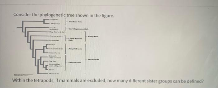 Solved Consider the phvlogenetic tree shown in tho fiqure. | Chegg.com