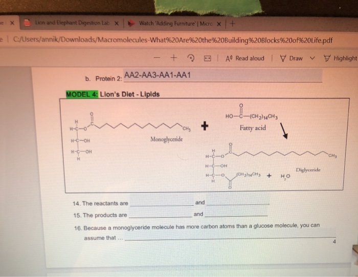 solved-ne-x-lion-and-elephant-digestion-lab-x-watch-adding-chegg