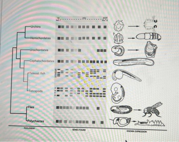 Solved The phylogeny below shows hox clusters in several | Chegg.com