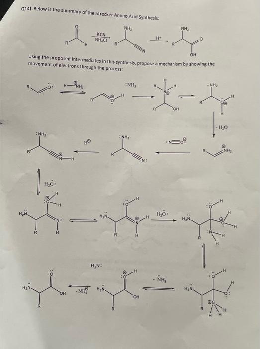 Solved Q14) Below is the summary of the Strecker Amino Acid | Chegg.com