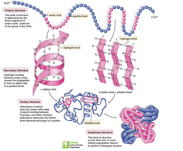 Solved: Many human proteins, such as hemoglobin, are only function ...