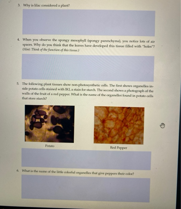 Solved PROCEDURE 1. Label this cross section of a | Chegg.com