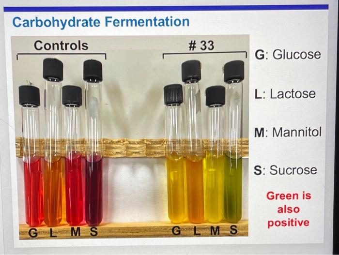 Solved Carbohydrate Fermentation Controls # 33 G: Glucose L: | Chegg.com