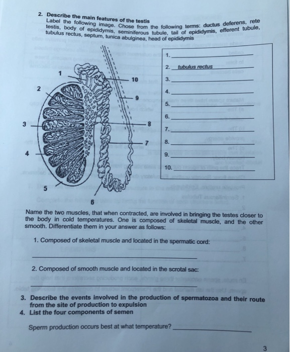 Solved 2. Describe The Main Features Of The Testis Label The 