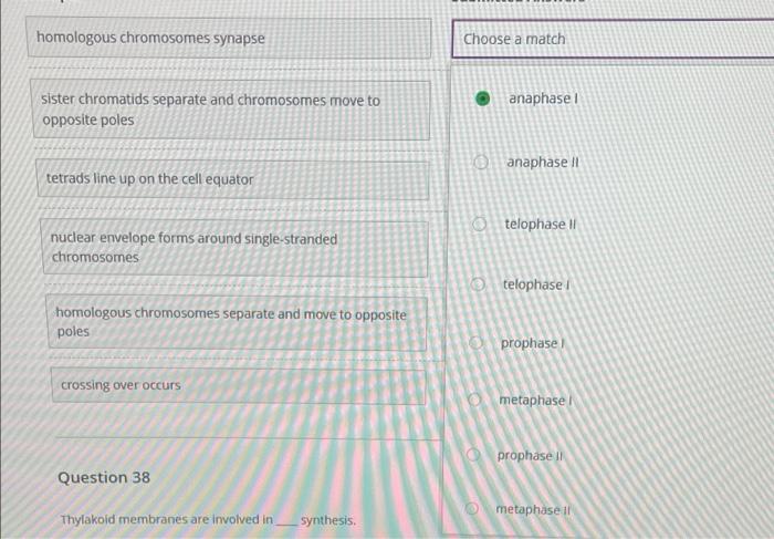 Solved Match the stage of meiosis with the events that occur | Chegg.com