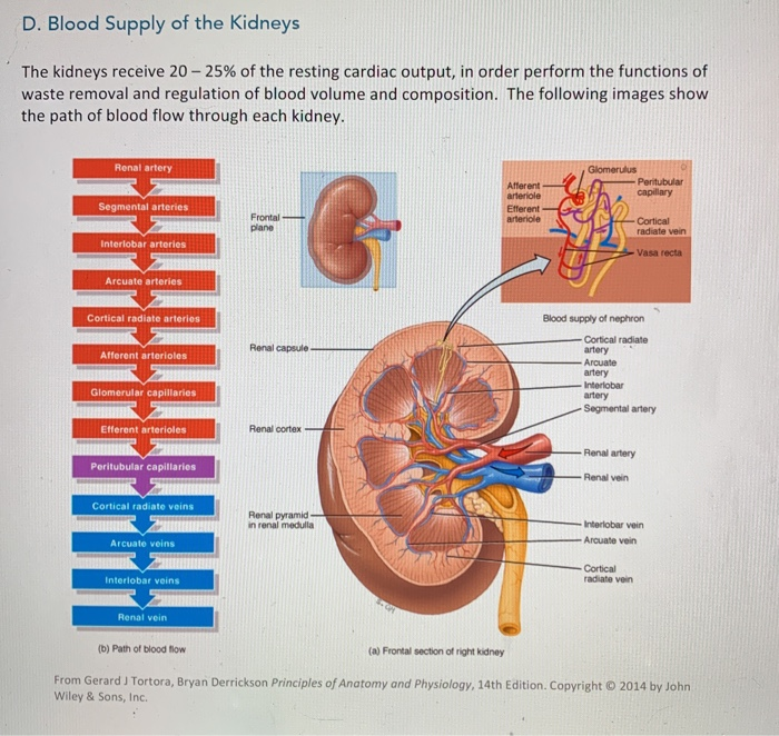 Solved Identify The Renal Blood Vessels Described In The