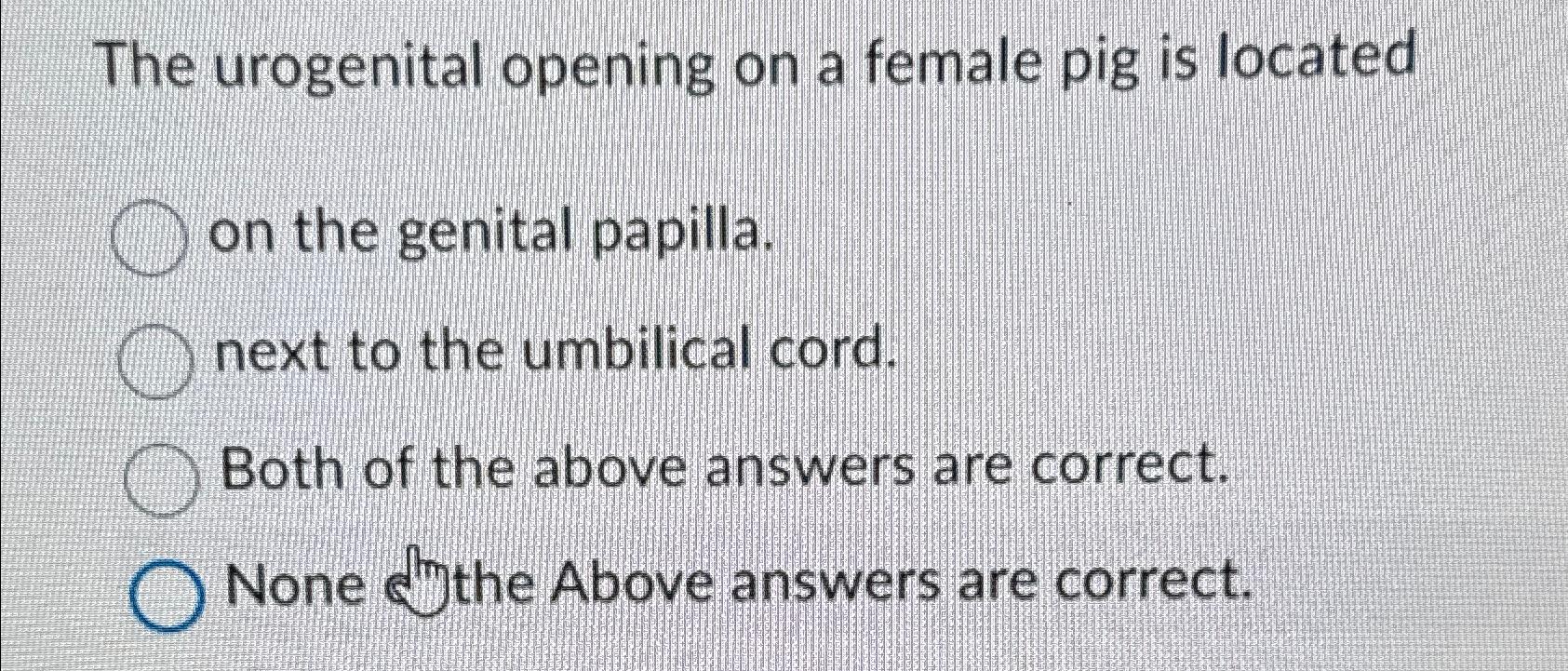 Solved The urogenital opening on a female pig is locatedon