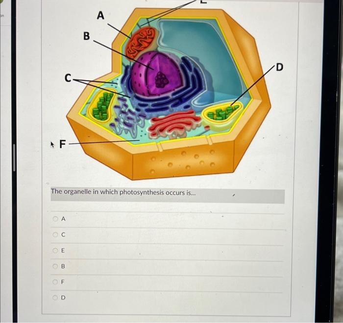 Solved The organelle in which photosynthesis occurs is A 