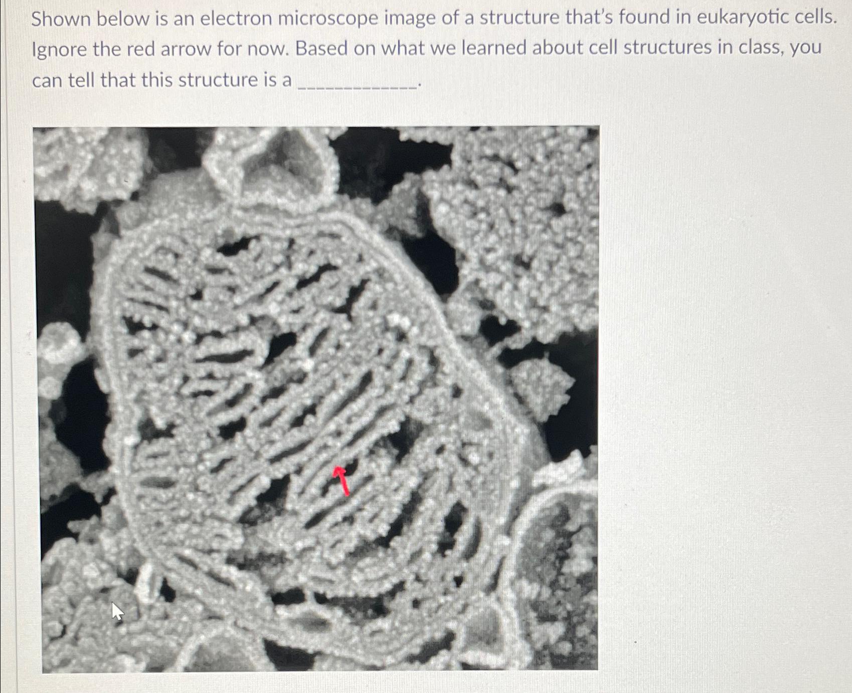 Solved Shown below is an electron microscope image of a | Chegg.com