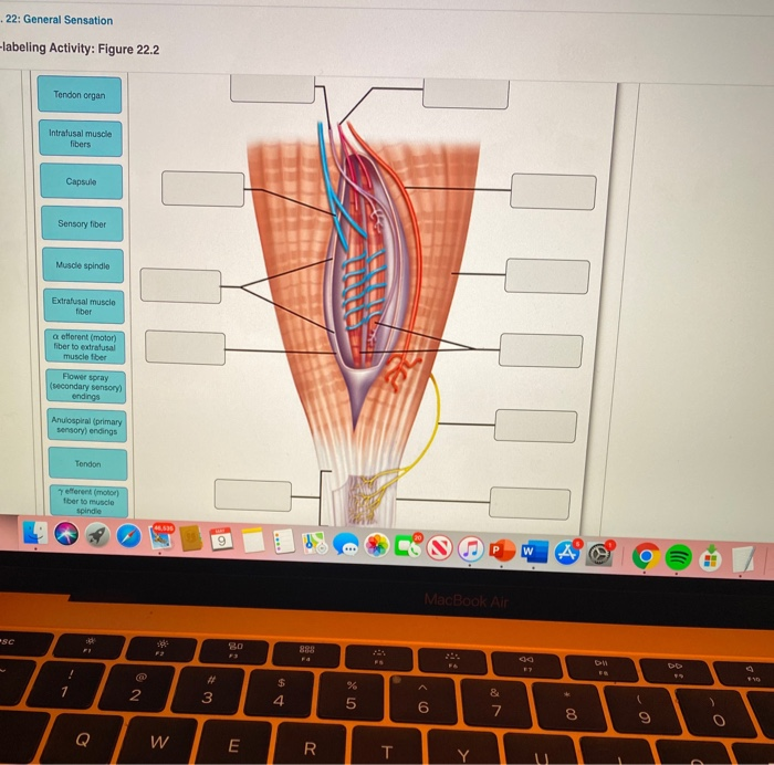 Solved 22 General Sensation Labeling Activity Figure Chegg Com