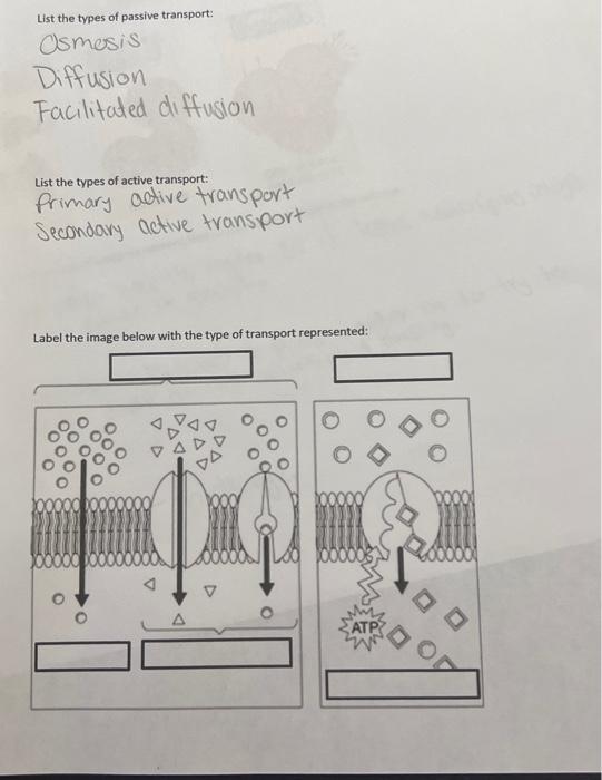 Solved Label the image below with the type of transport