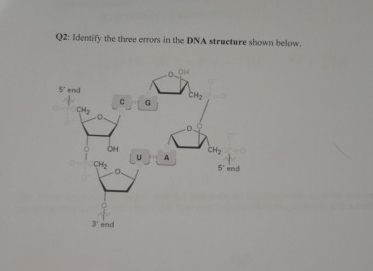 Dna Core Error Message Solved by an EXPERT Q2: Identify the three errors in the DNA structure ...