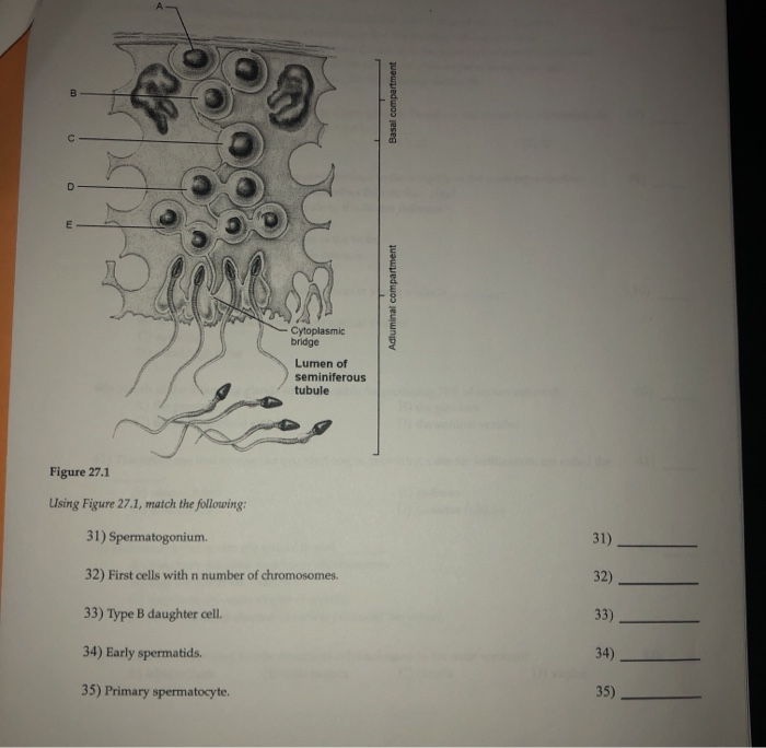 Solved: Basal Compartment Adluminal Compartment - Cytoplas... | Chegg.com