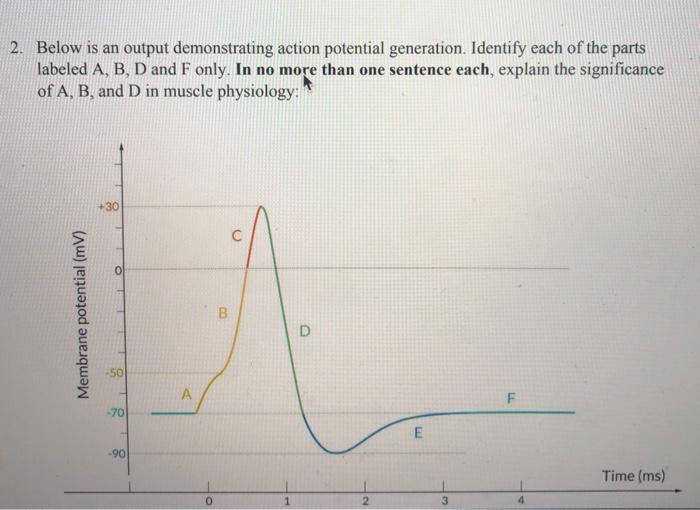 Solved 2. Below Is An Output Demonstrating Action Potential | Chegg.com