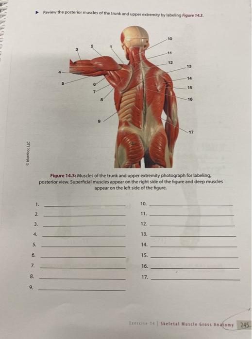 Solved Review the posterior muscles of the trunk and upper | Chegg.com