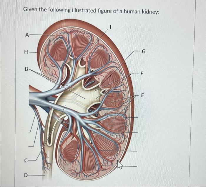 Solved Given the following illustrated figure of a human | Chegg.com