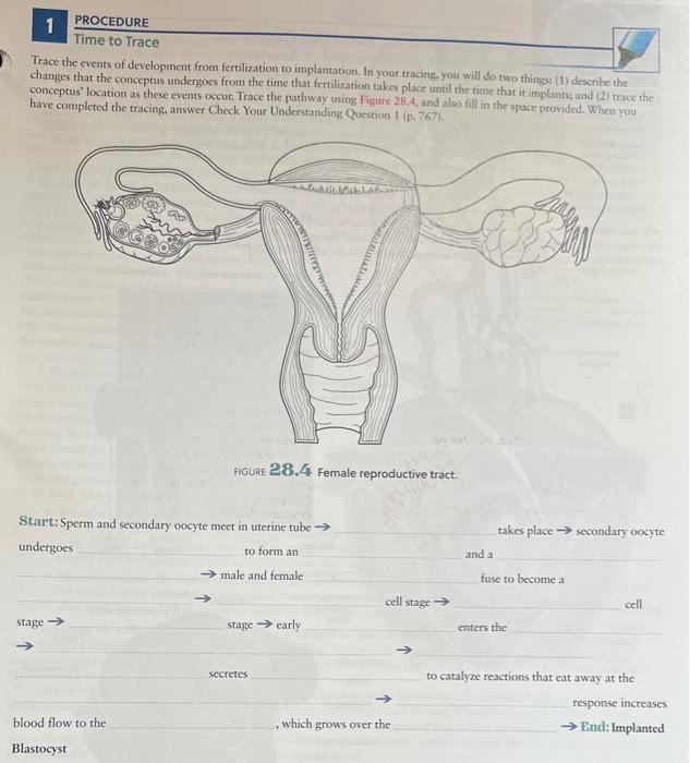 Solved Trace The Cvents Of Development From Fertilization To 