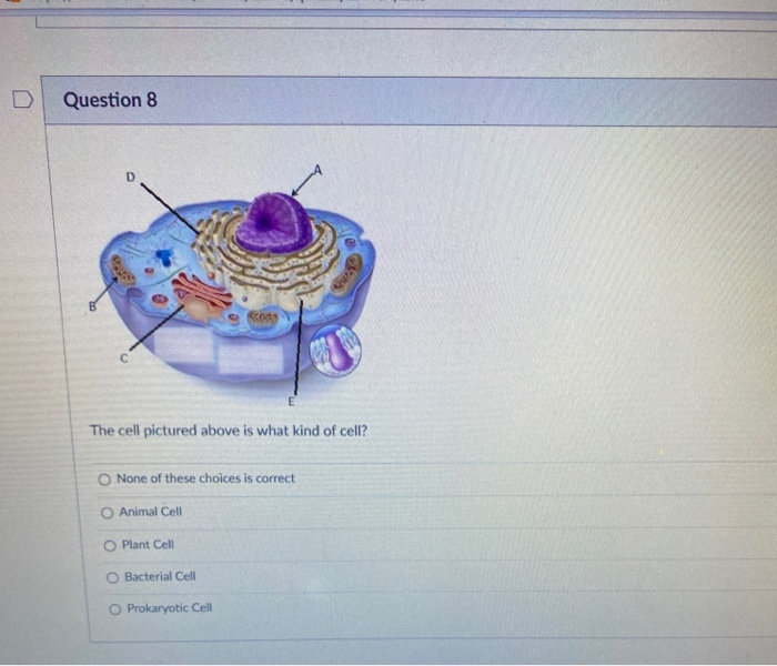 Solved Question 8 D je The cell pictured above is what kind | Chegg.com