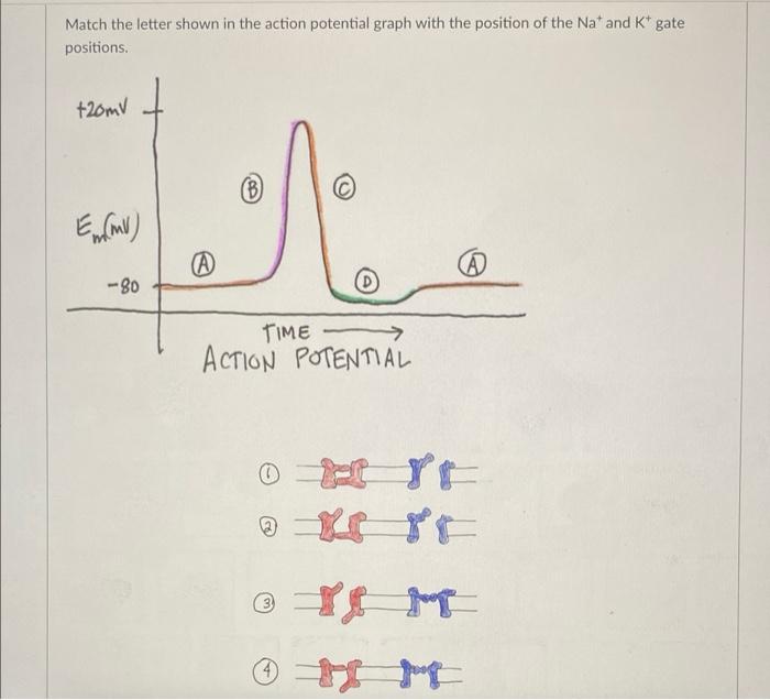 Solved Match the letter shown in the action potential graph | Chegg.com