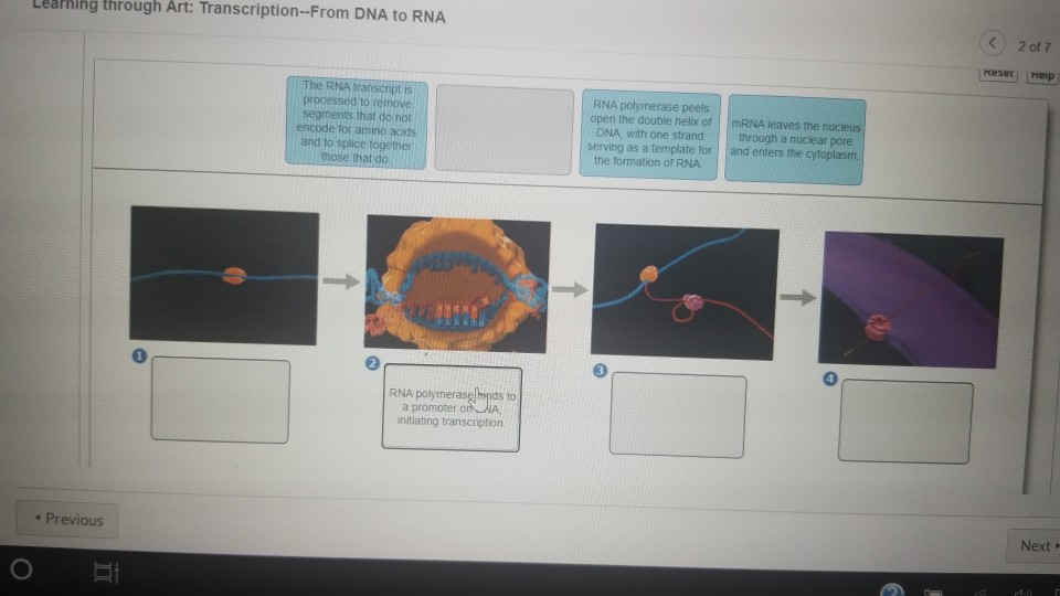 Solved Arning Through Art Transcription From Dna To Rna Chegg Com