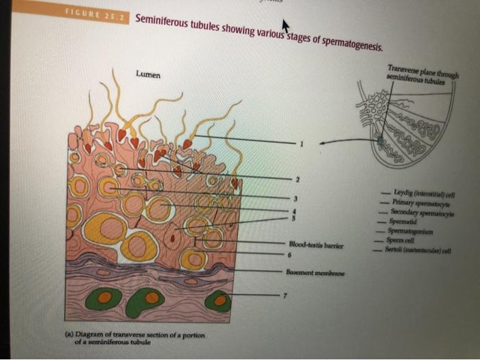 seminiferous tubules