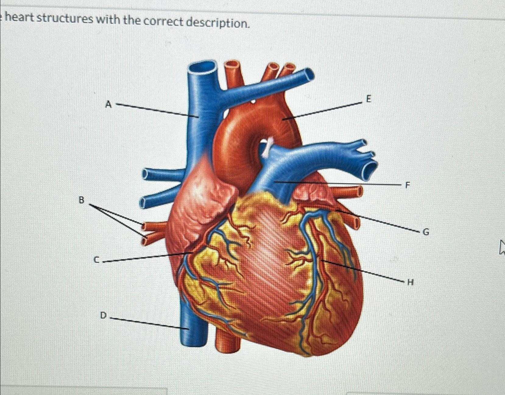 Solved heart structures with the correct description. | Chegg.com
