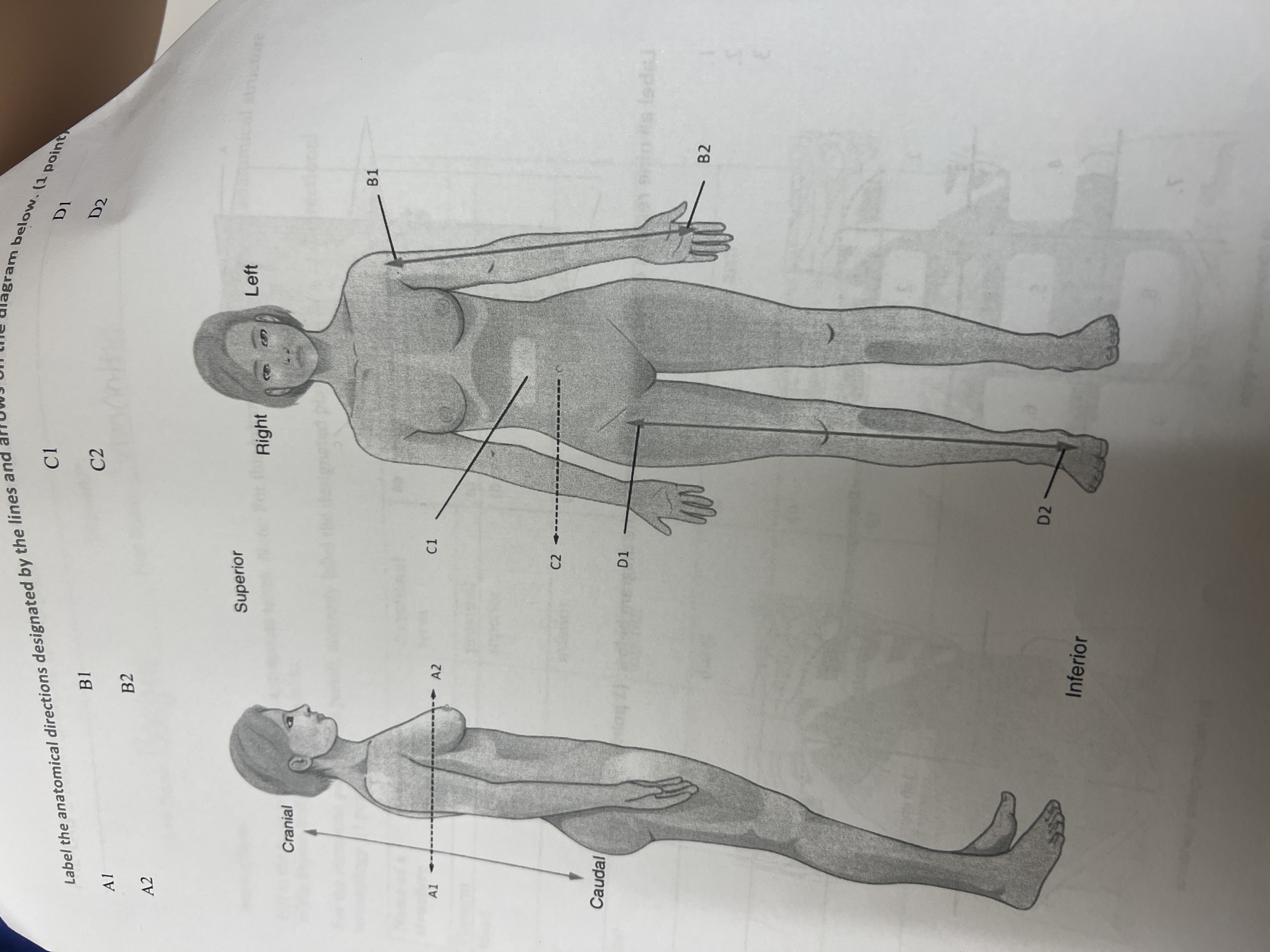 Solved Label the anatomical directions designated by the | Chegg.com