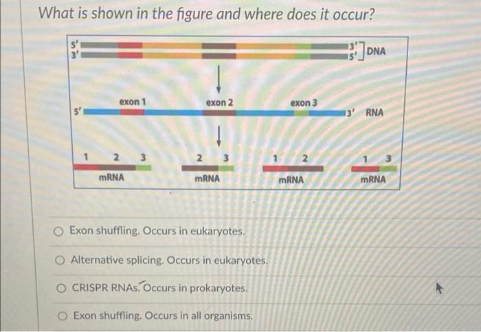 Solved What is shown in the figure and where does it occur? | Chegg.com