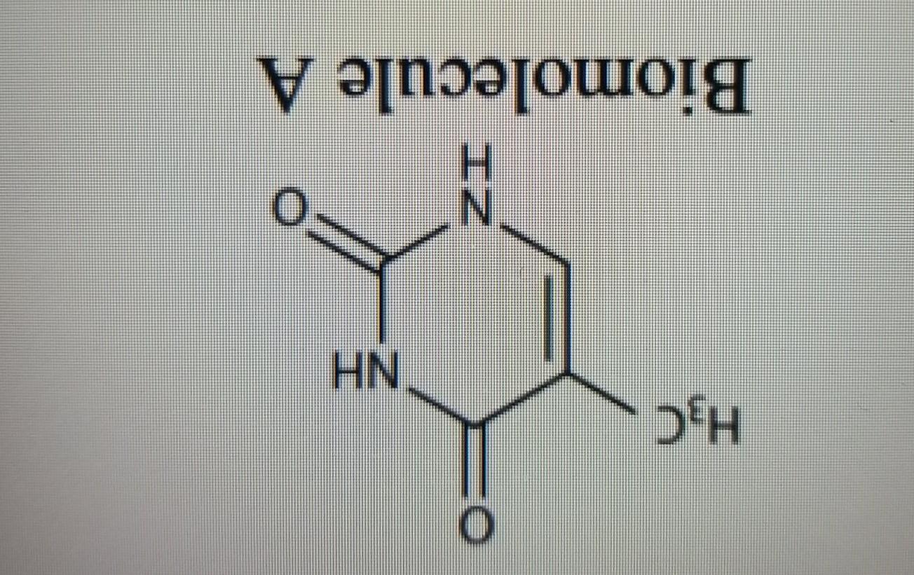 Solved O H3C NH N Biomolecule A COOH NH2 N H Н Biomolecule | Chegg.com, image size:1304x821