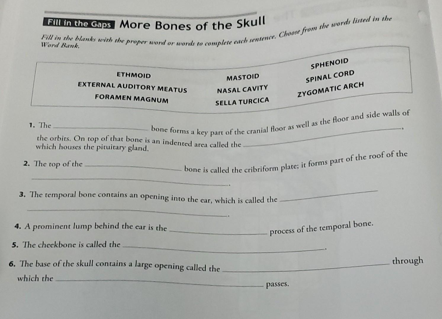 Solved Fill in the Gaps More Bones of the Skull Fill in the