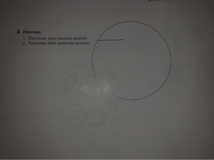 Solved 3 Pancreas 1 Pancreatic Acini Exocrine Portion 2 Chegg Com