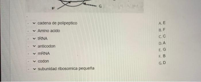 cadena de polipeptico Amino acido tRNA anticodon mRNA codon subunidad ribosomica pequeña