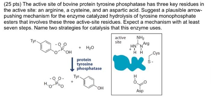 (25 pts) The active site of bovine protein tyrosine | Chegg.com