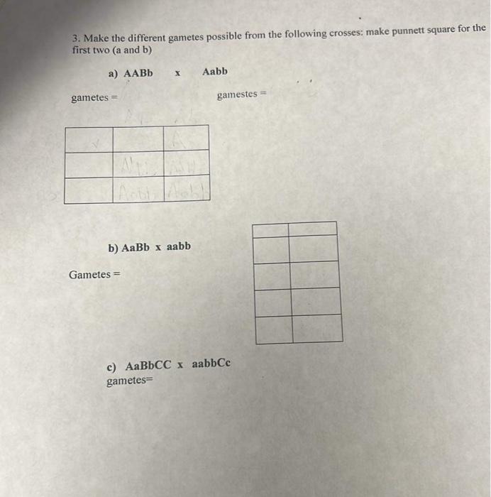 Solved 3. Make the different gametes possible from the | Chegg.com
