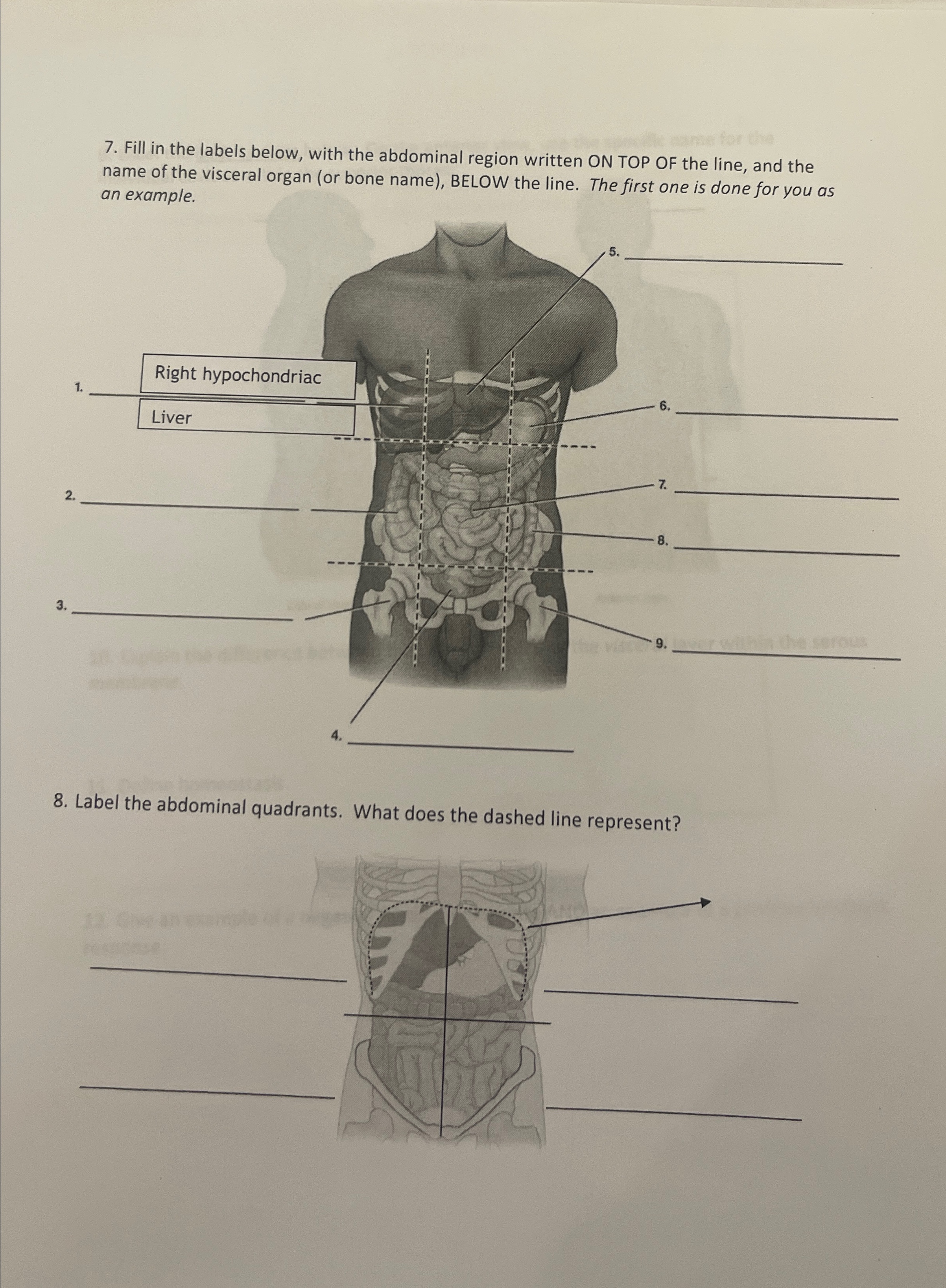 Anatomy Basics - Integumentary System and Abdominal Diagrams - Studocu, image size:2405x3272