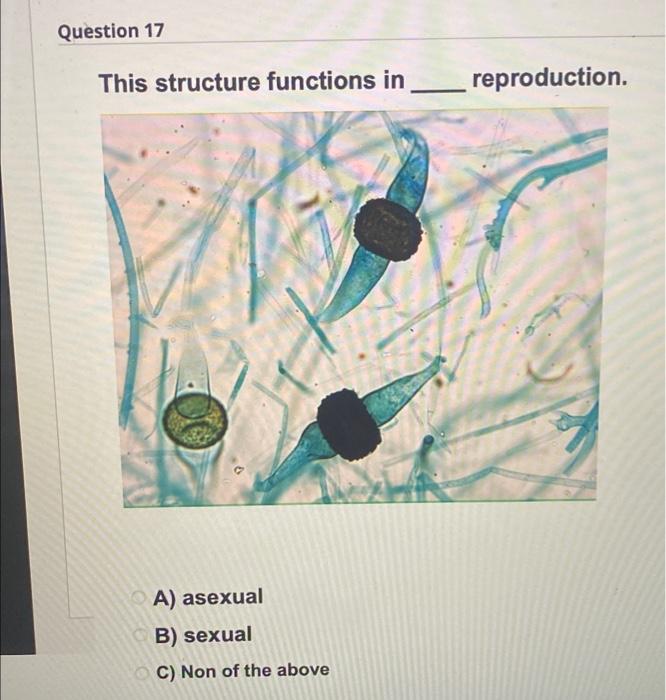 zygosporangia