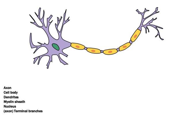 Solved Axon Cell body Dendrites Myelin sheath Nucleus (axon) | Chegg.com