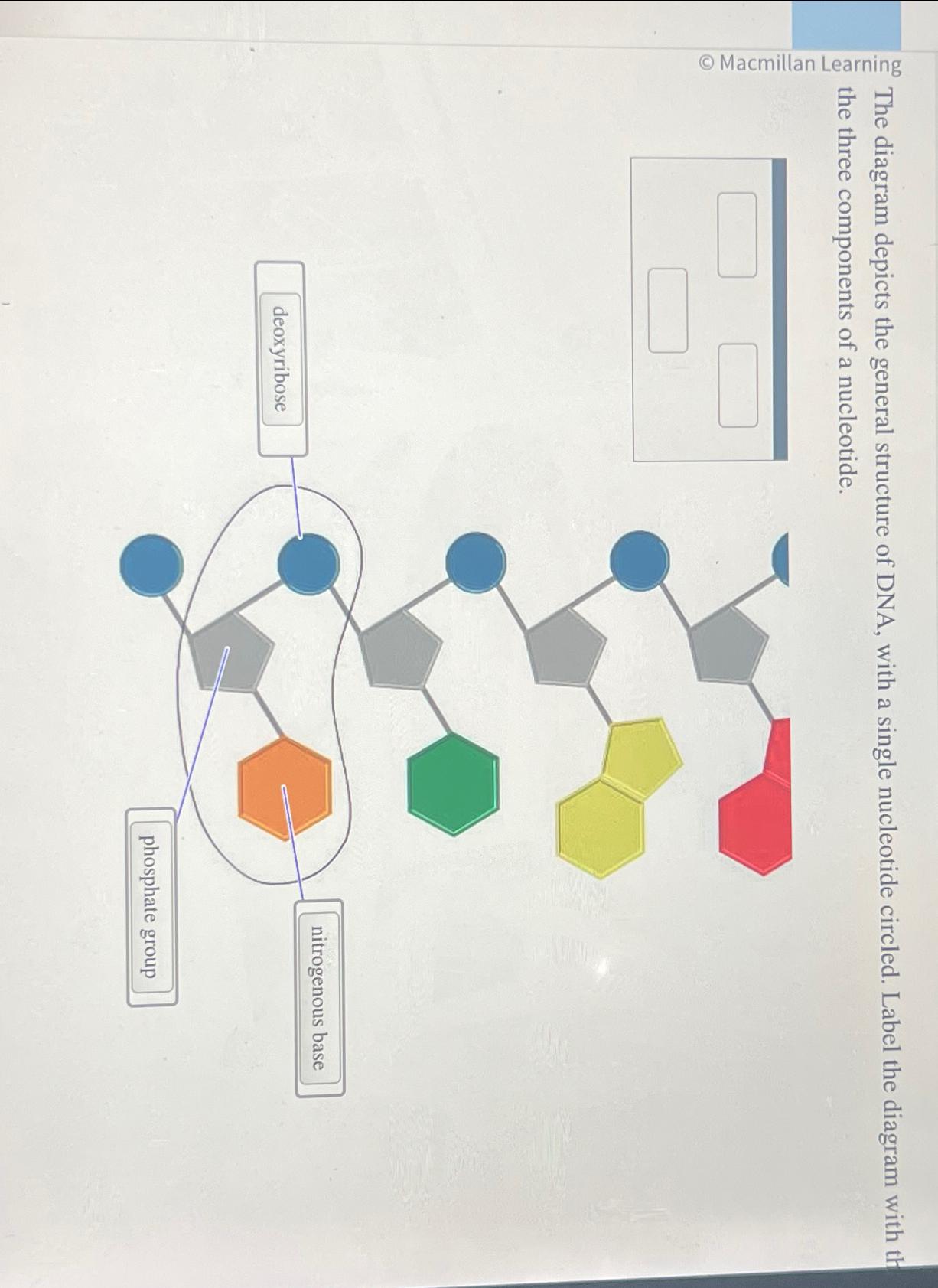 Solved The diagram depicts the general structure of DNA, | Chegg.com