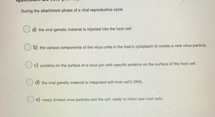 solved-during-the-attachment-phase-of-a-viral-reproductive-chegg