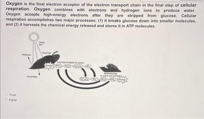 Oxygen is the final electron acceptor of the electron transport chain in the final step of cellular
respiration. Oxygen combi