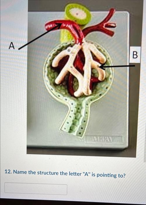 Solved A B 2 A 12. Name the structure the letter 
