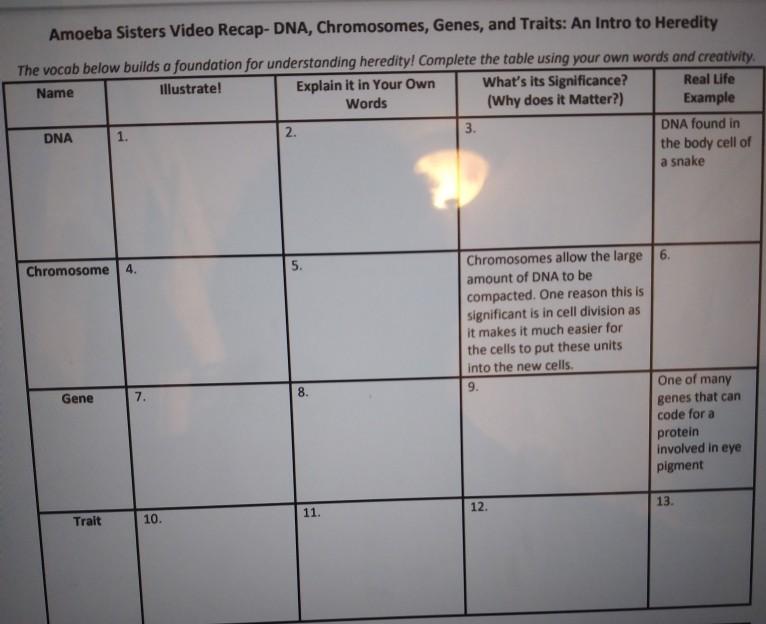 solved-amoeba-sisters-video-recap-dna-chromosomes-genes-chegg