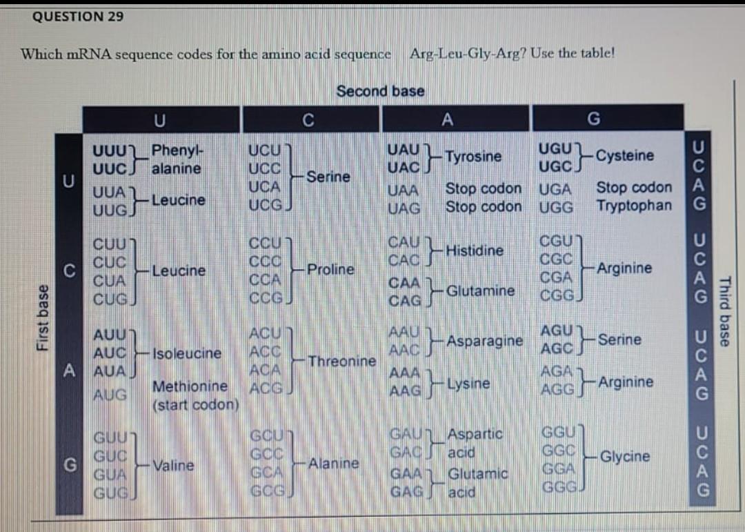 Solved QUESTION 29 Which mRNA sequence codes for the amino | Chegg.com